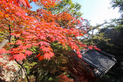 Low angle view of trees by building during autumn