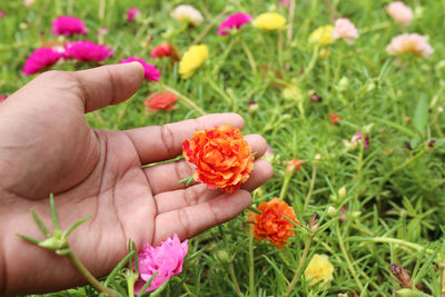 Close-up of hand holding flowering plant