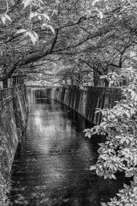 View of river amidst trees