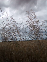 Plants growing on field against sky