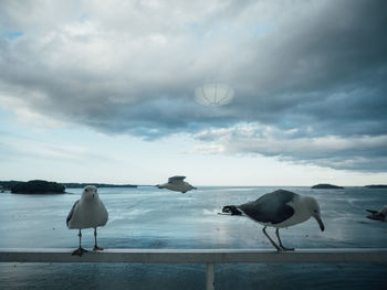 Seagulls on a sea