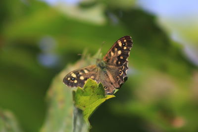 Close-up of butterfly on leaf