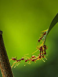 Close-up of plant