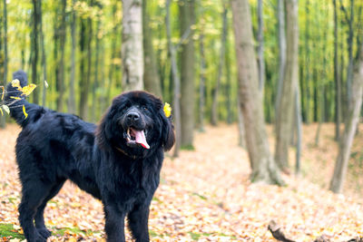 Black dog looking away in forest