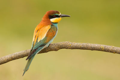 Close-up of bird perching on branch