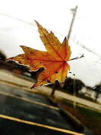 Close-up of wet maple leaf during autumn