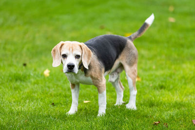 Portrait of dog on field