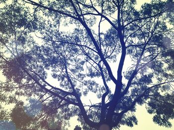 Low angle view of tree against sky