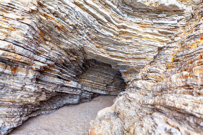 Full frame shot of tree trunk