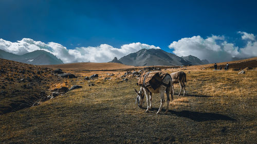 Rear view of man riding horse on mountain against sky