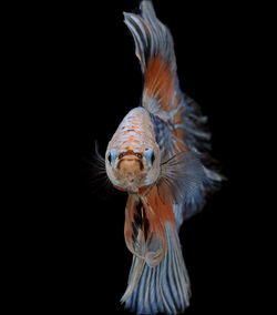 Close-up of fish against black background