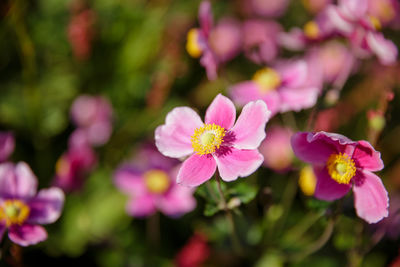 Close-up of pink flowers blooming outdoors