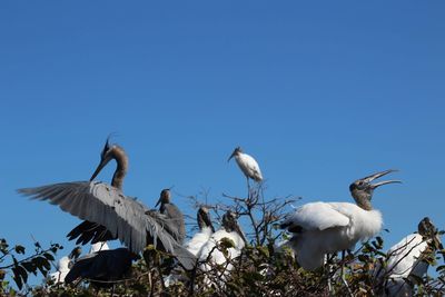 Low angle view of birds flying against clear blue sky