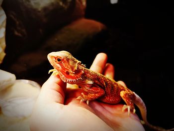 Close-up of hand holding lizard