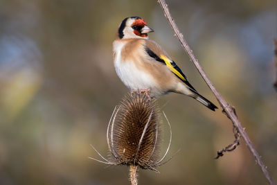 Close-up of gold finch on dry thistle