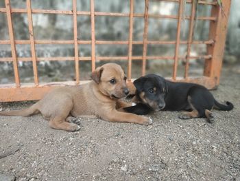 Portrait of two dogs sitting outdoors