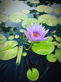 Close-up of lotus water lily in pond