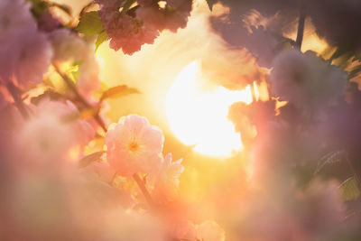 Close-up of cherry blossom during sunset