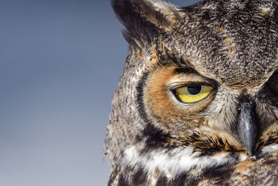 Close-up portrait of owl against clear sky