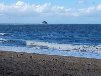 Seagulls perching on shore by sea against sky