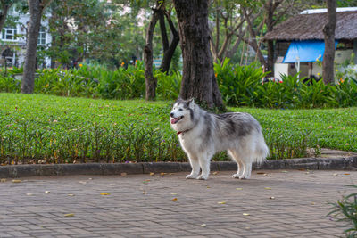 Dog standing on footpath