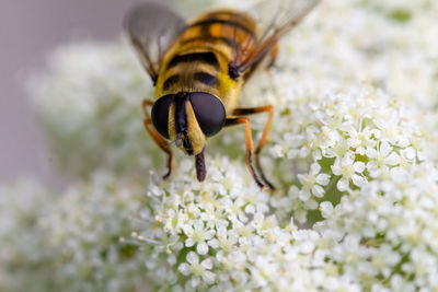 Close-up of bee pollinating on flower