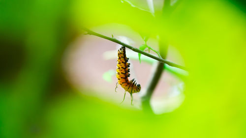 Close-up of insect on flower