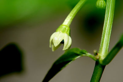 Close-up of green leaf and bud