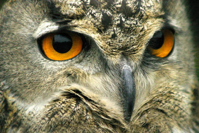 Close-up portrait of owl