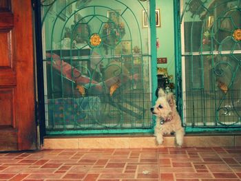 Dog looking through window