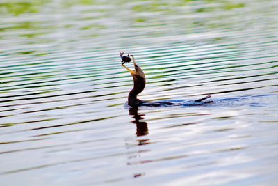 Reflection of a bird in a lake