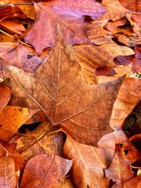 Close-up of maple leaves