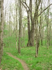 Pine trees in forest