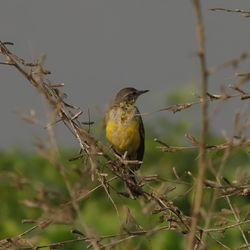 Close-up of bird perching on branch