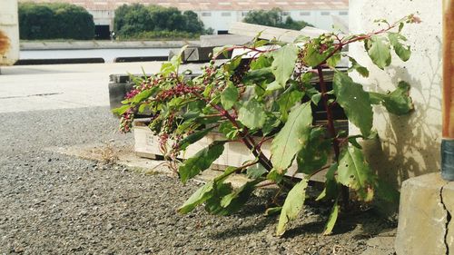 Plants growing on roadside