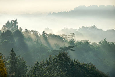 Scenic view of trees against sky