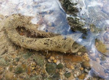 Rocks in water