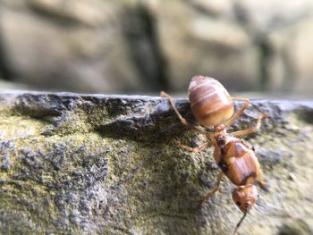 Close-up of snail