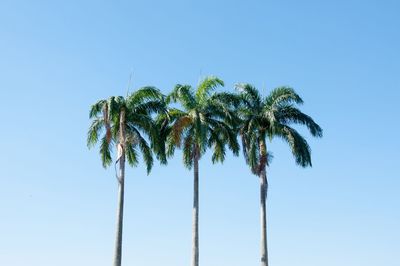 Low angle view of coconut palm tree against clear blue sky