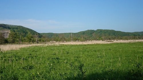 Scenic view of field against sky