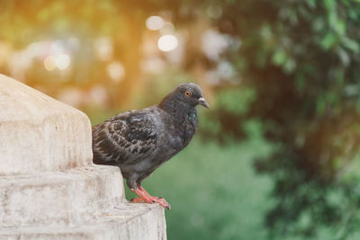 Close-up of pigeon perching on wooden post