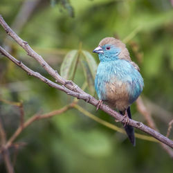 Close-up of a bird perching on branch