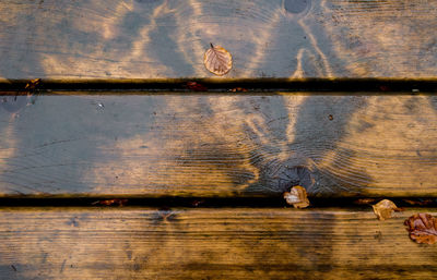 High angle view of crab on wood by lake