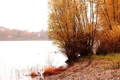 Scenic view of river in forest during winter