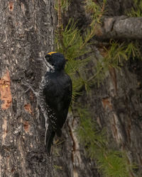 Bird perching on a tree