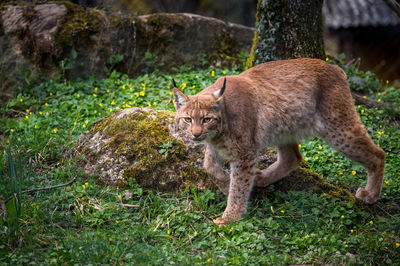 Portrait of a cat on ground