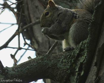 Close-up of squirrel on tree trunk