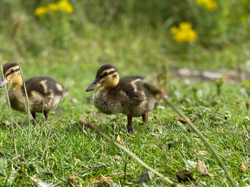 Ducklings in the wild