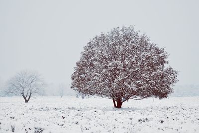 Tree in snow covered field against clear sky
