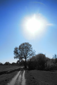 Road amidst trees against sky on sunny day